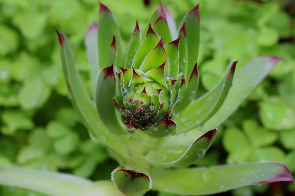 green blossom.jpg