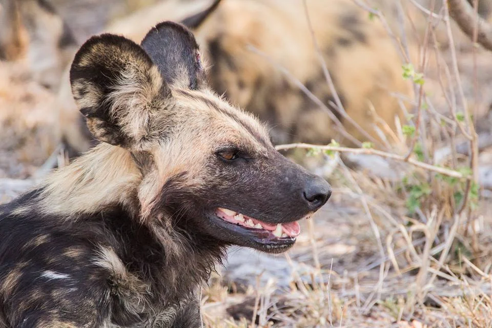 011516 hyena.jpg