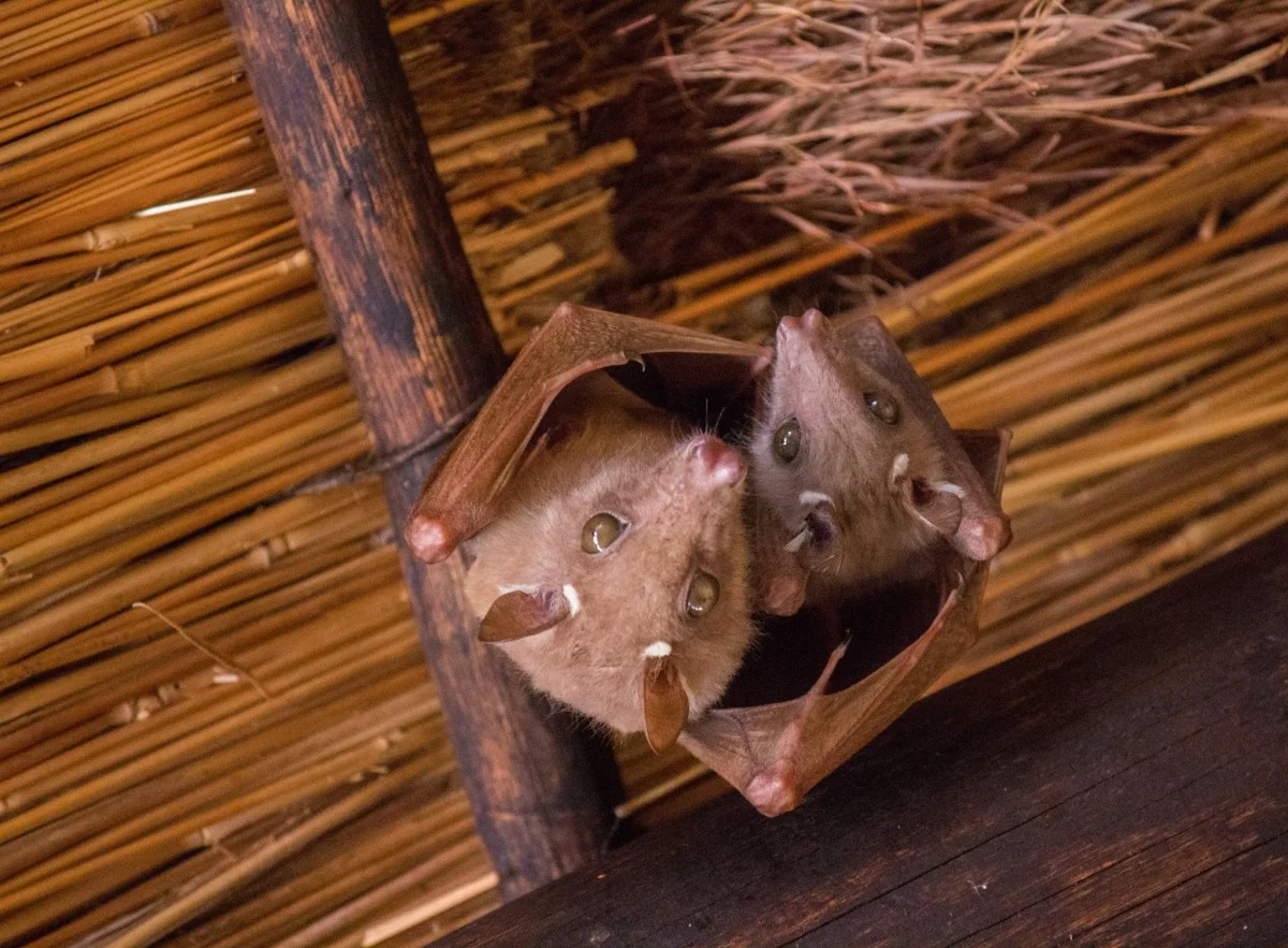 011516 bats.jpg