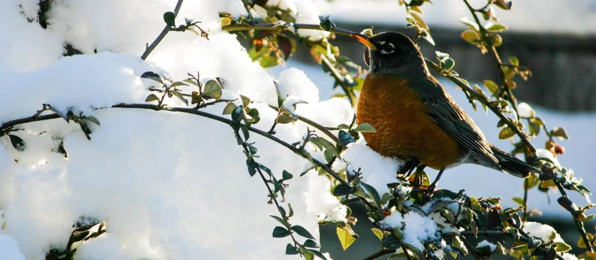 011516 snow robin.jpg
