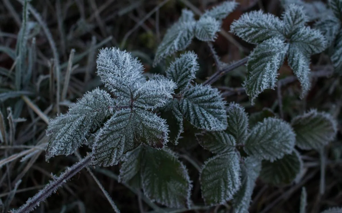 011516 leaf frost.jpg