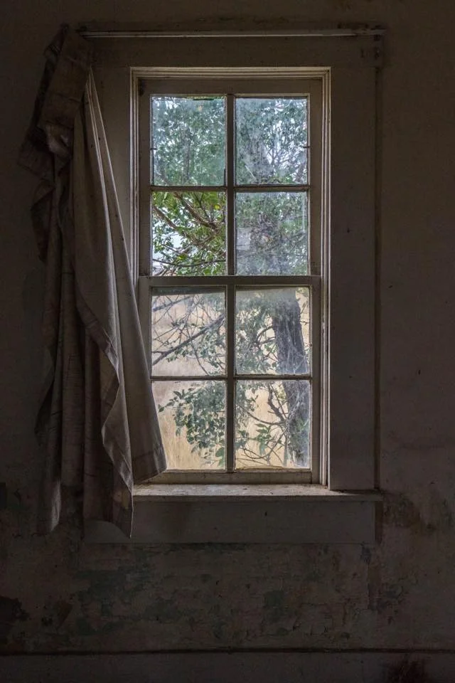 window tree.jpg