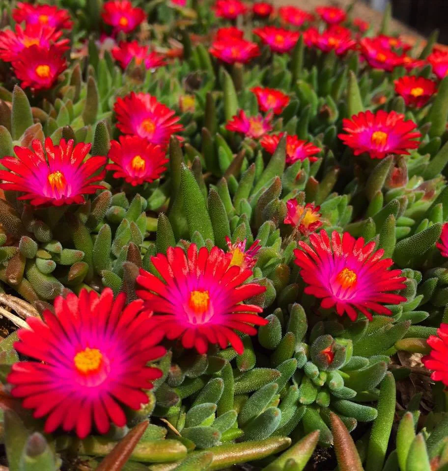 Flowerburst.jpg
