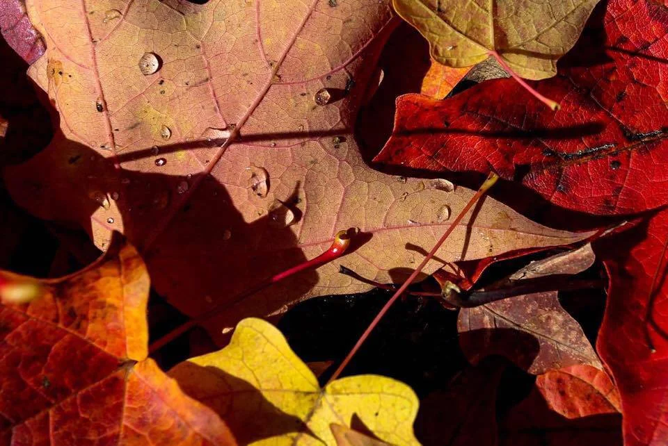 FALL IS A FEATHERED FOREST OF FIRE.