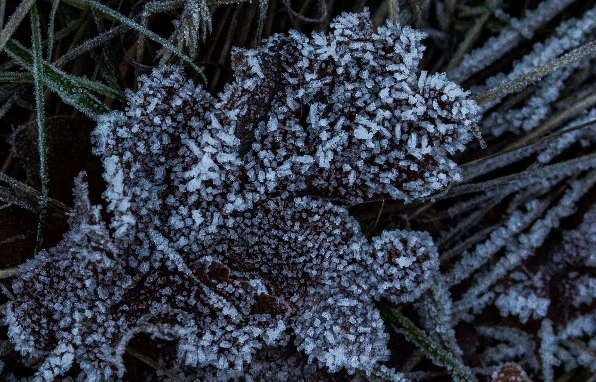 Frost Fur.JPG
