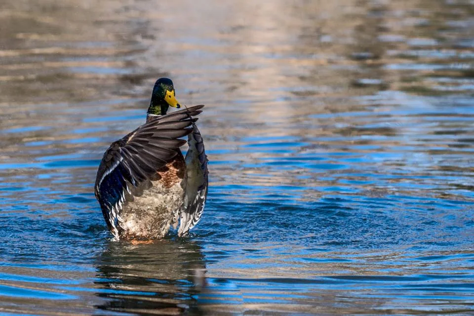 Praying Mallard