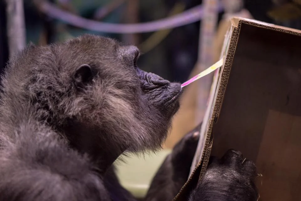 Gorilla Peel