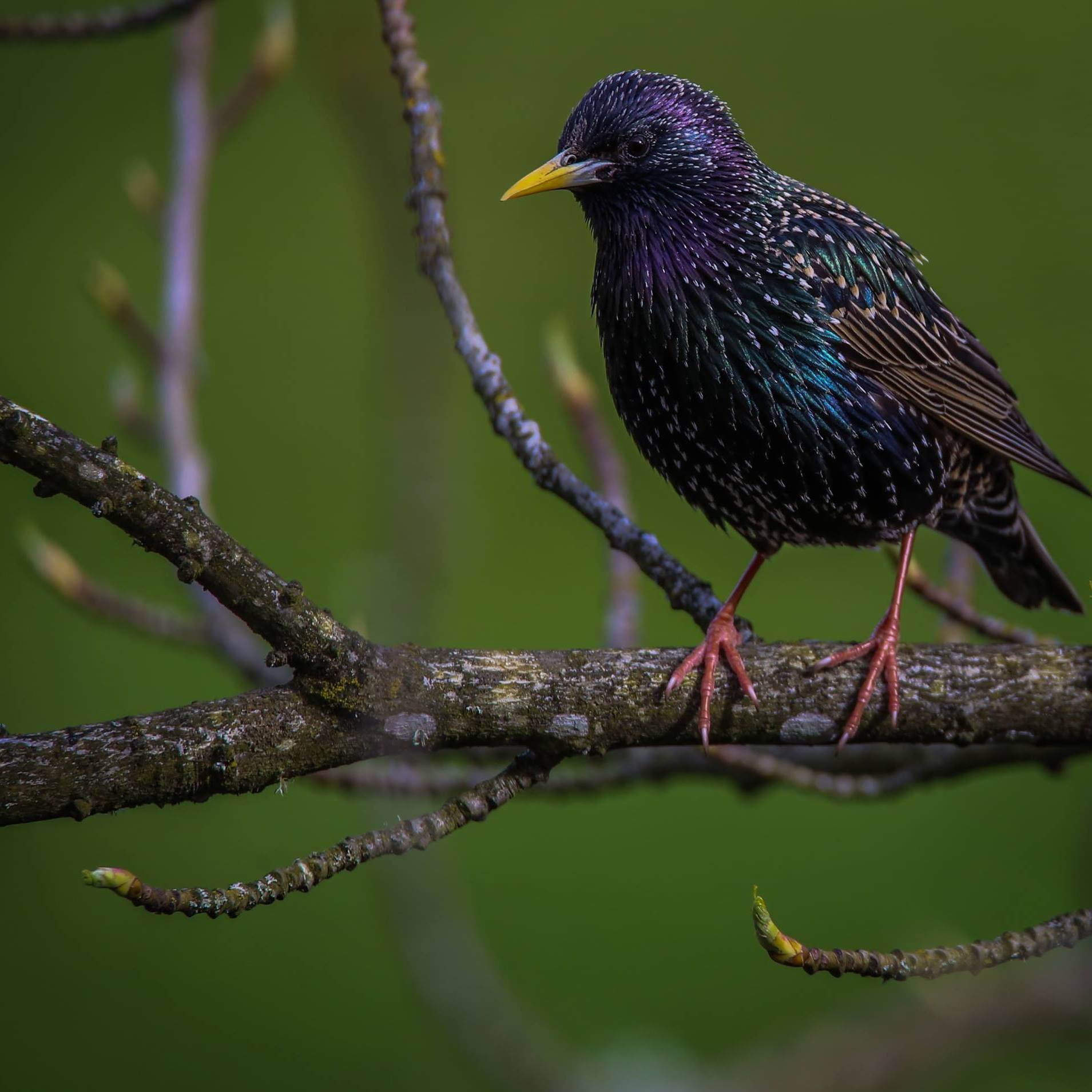 Starling.jpg