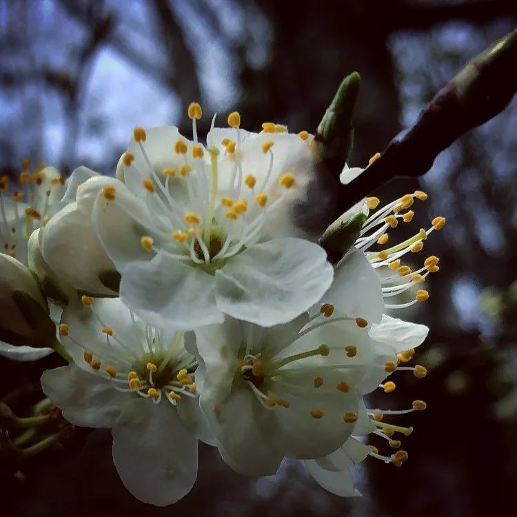 Buds of Spring