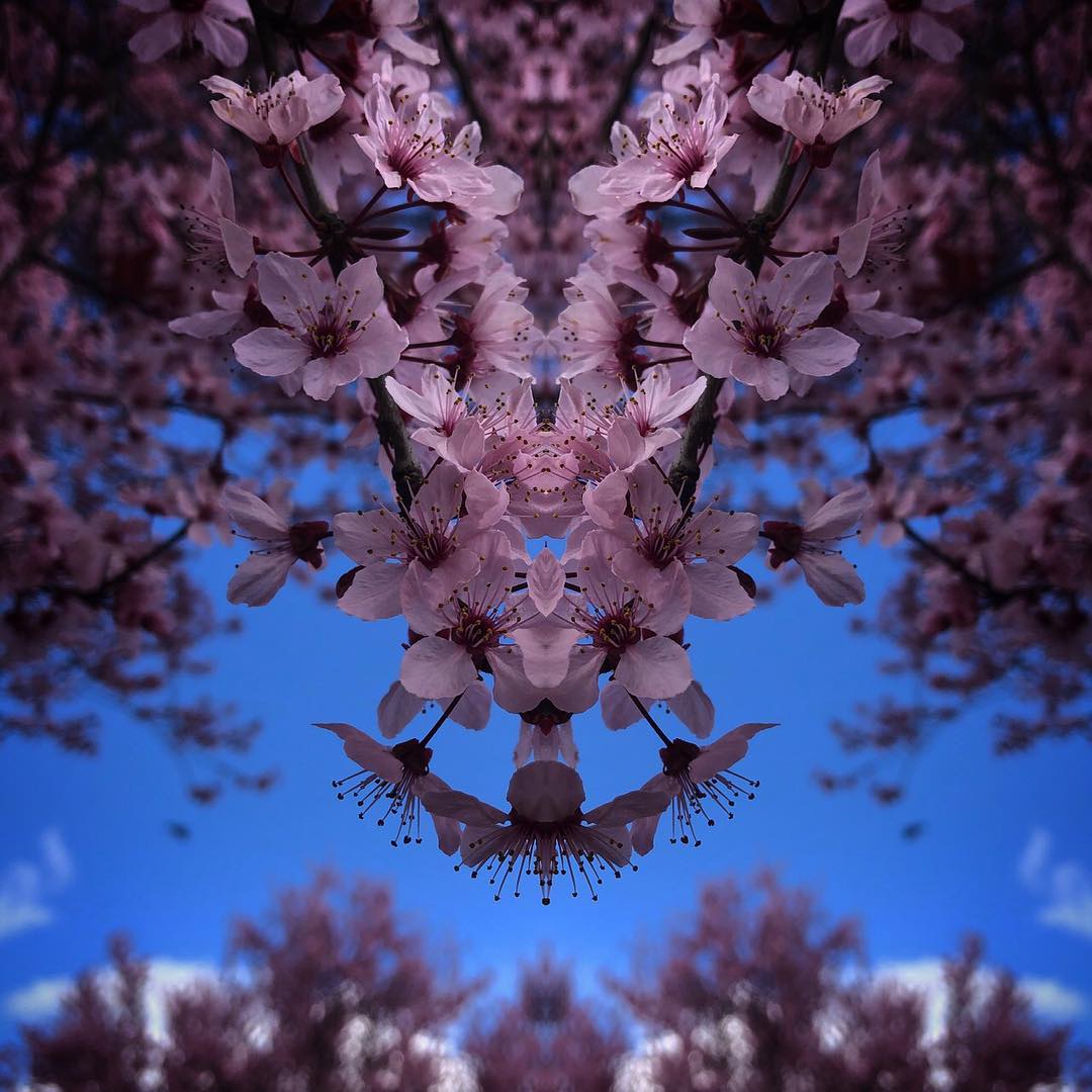Cherry Blossoms (Sakura)