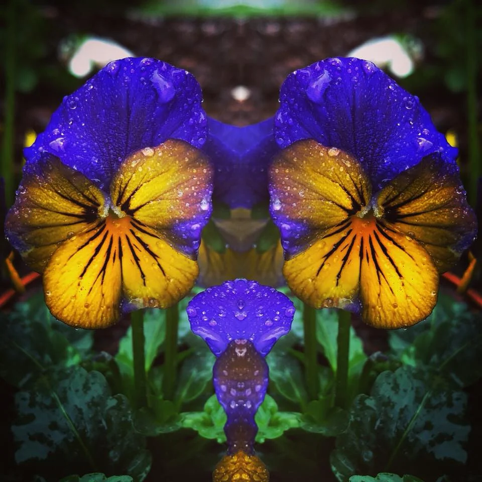 Reflecting Blue and Gold