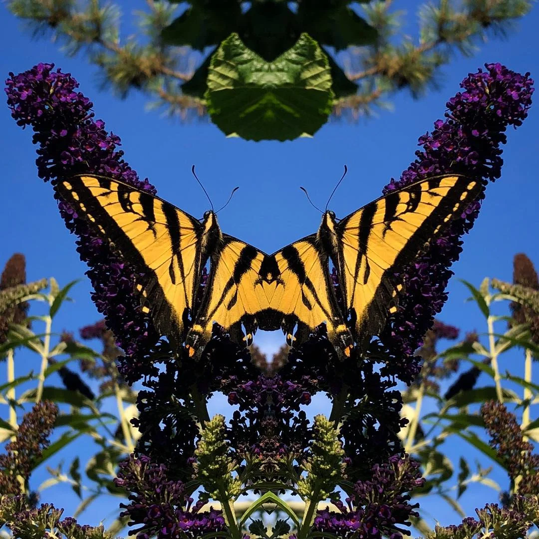 Butterfly Symmetry