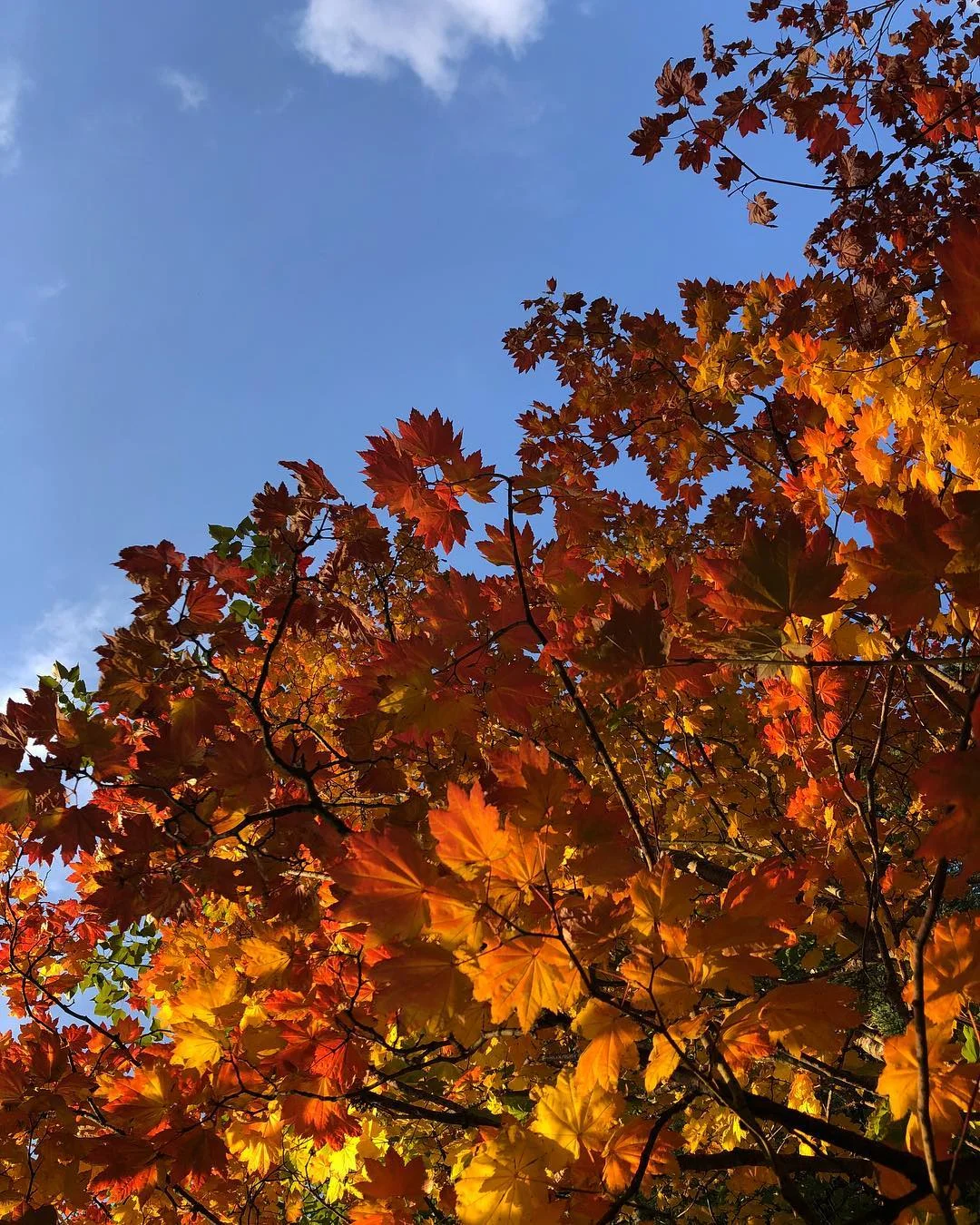 Maple Leaves