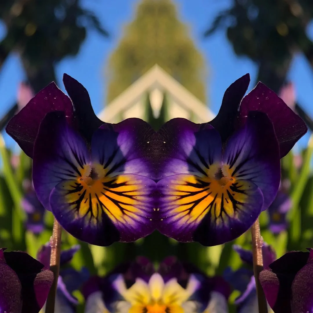 Butterfly Flowers