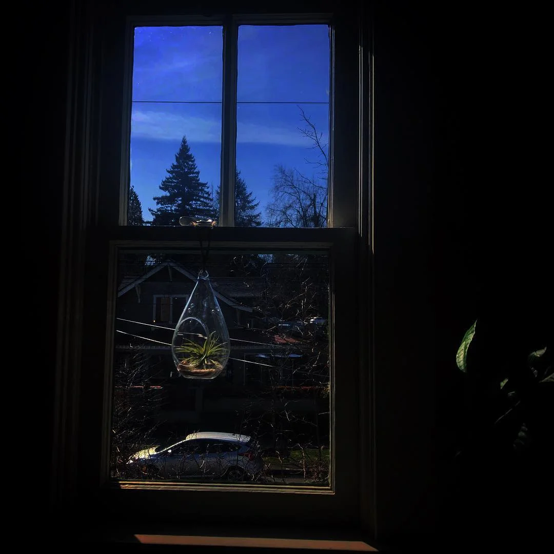 Window Plant