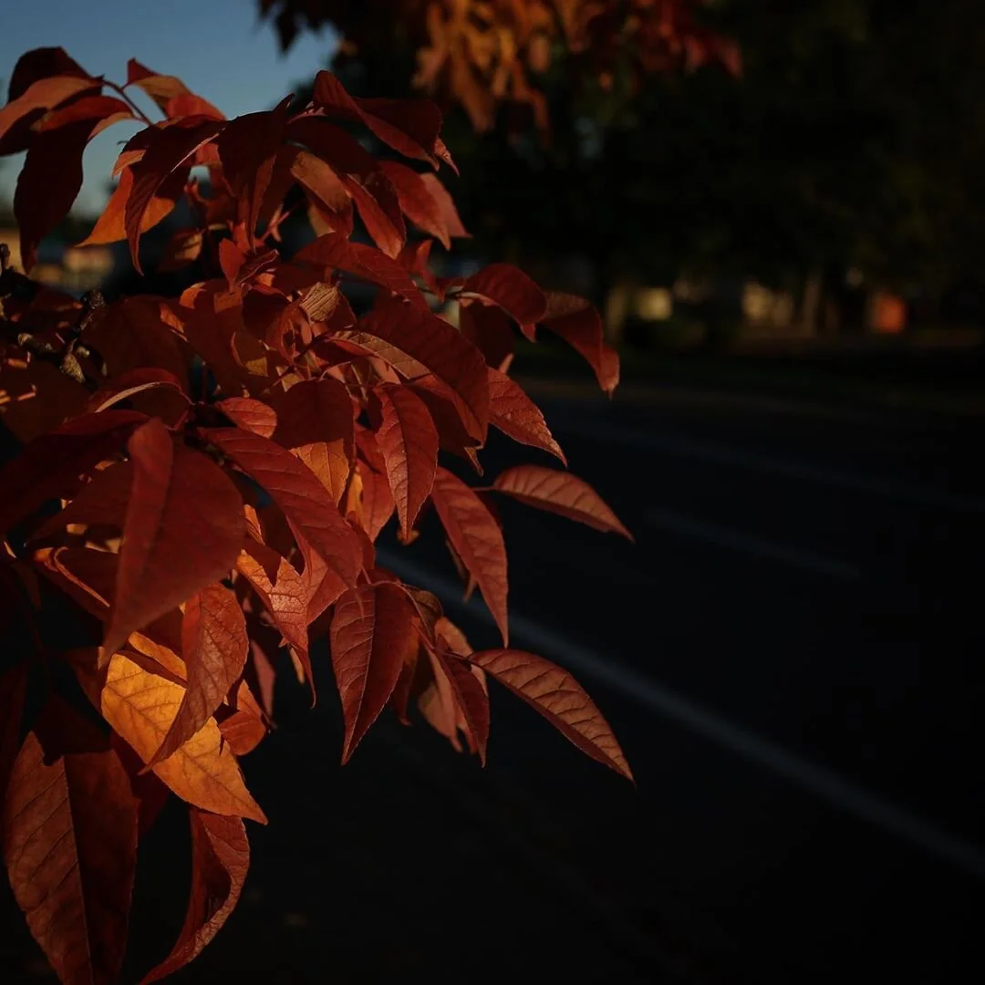 Foreground Foliage