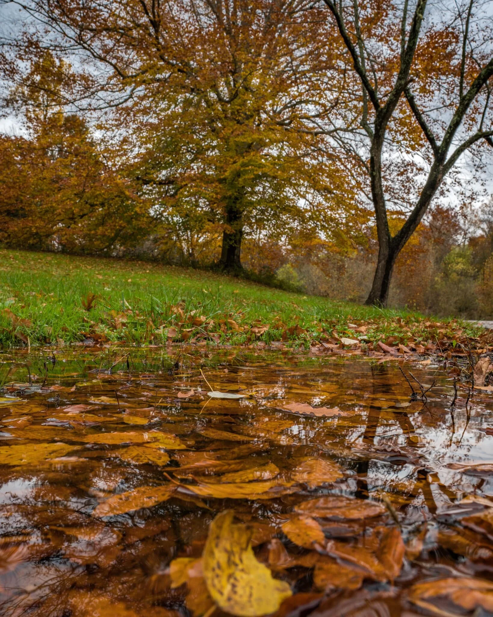 Leaves in the Water