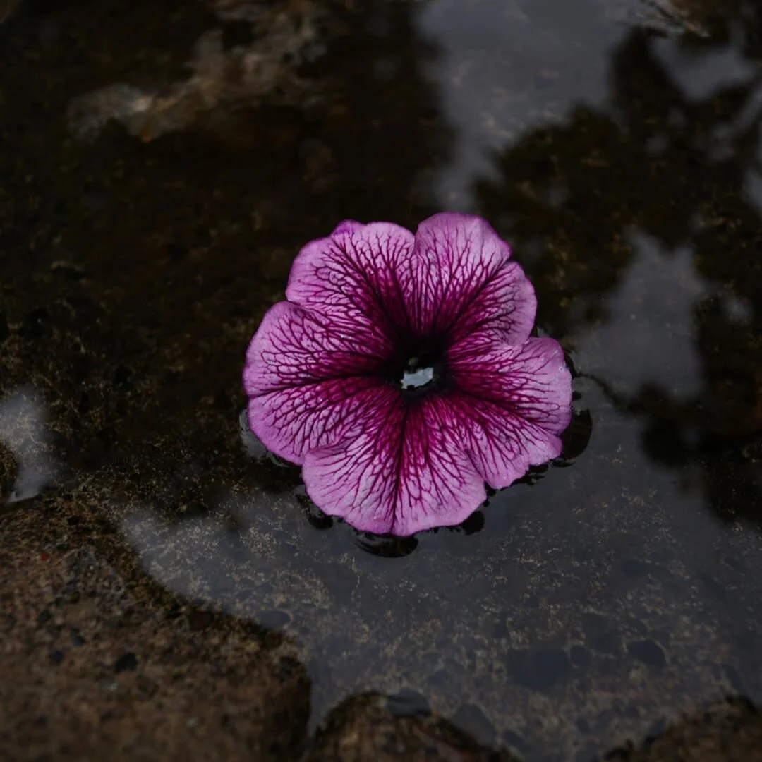 Puddle Flower