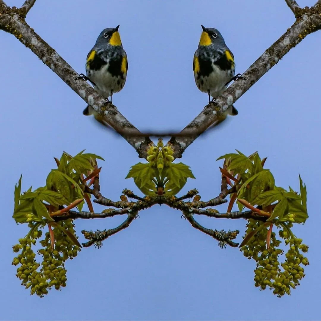 Twin Birds