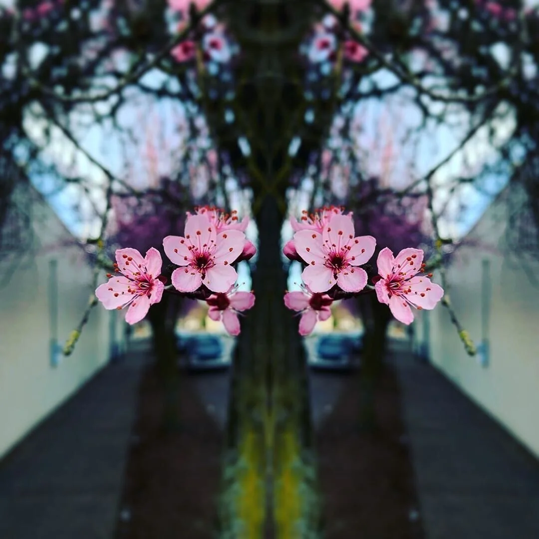 Twin Flowers