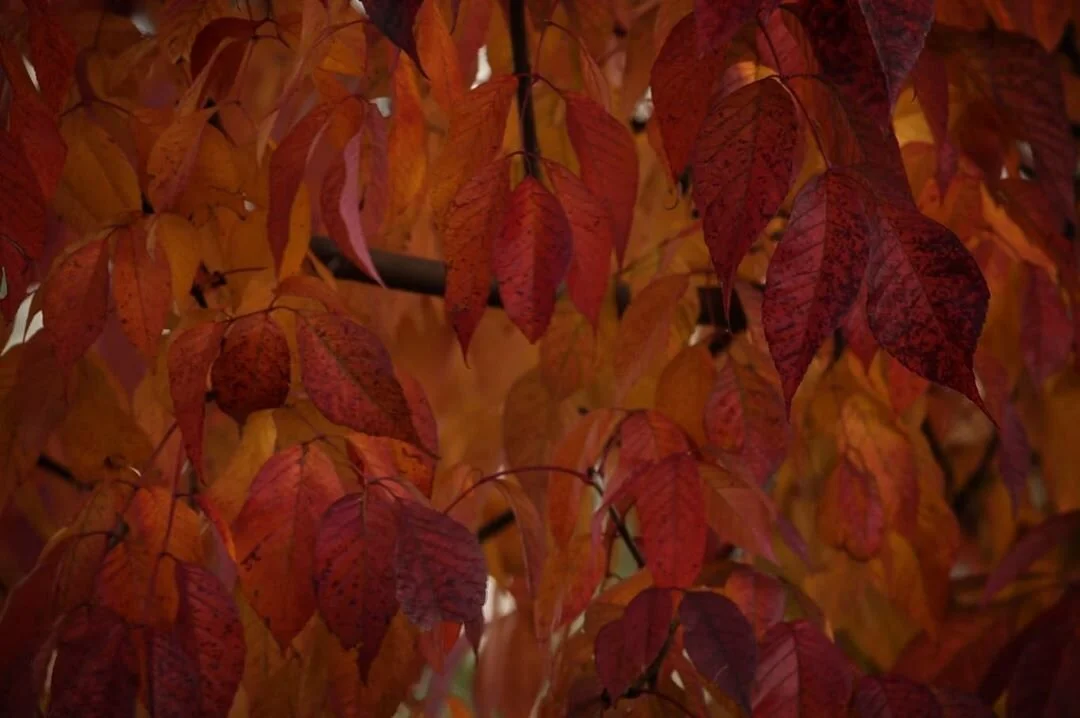 Orange Leaves