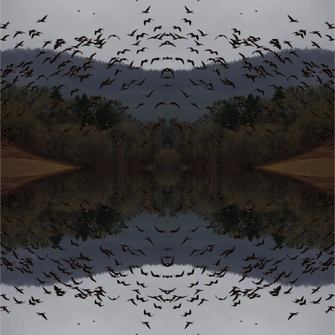 Bird Mirror.jpg