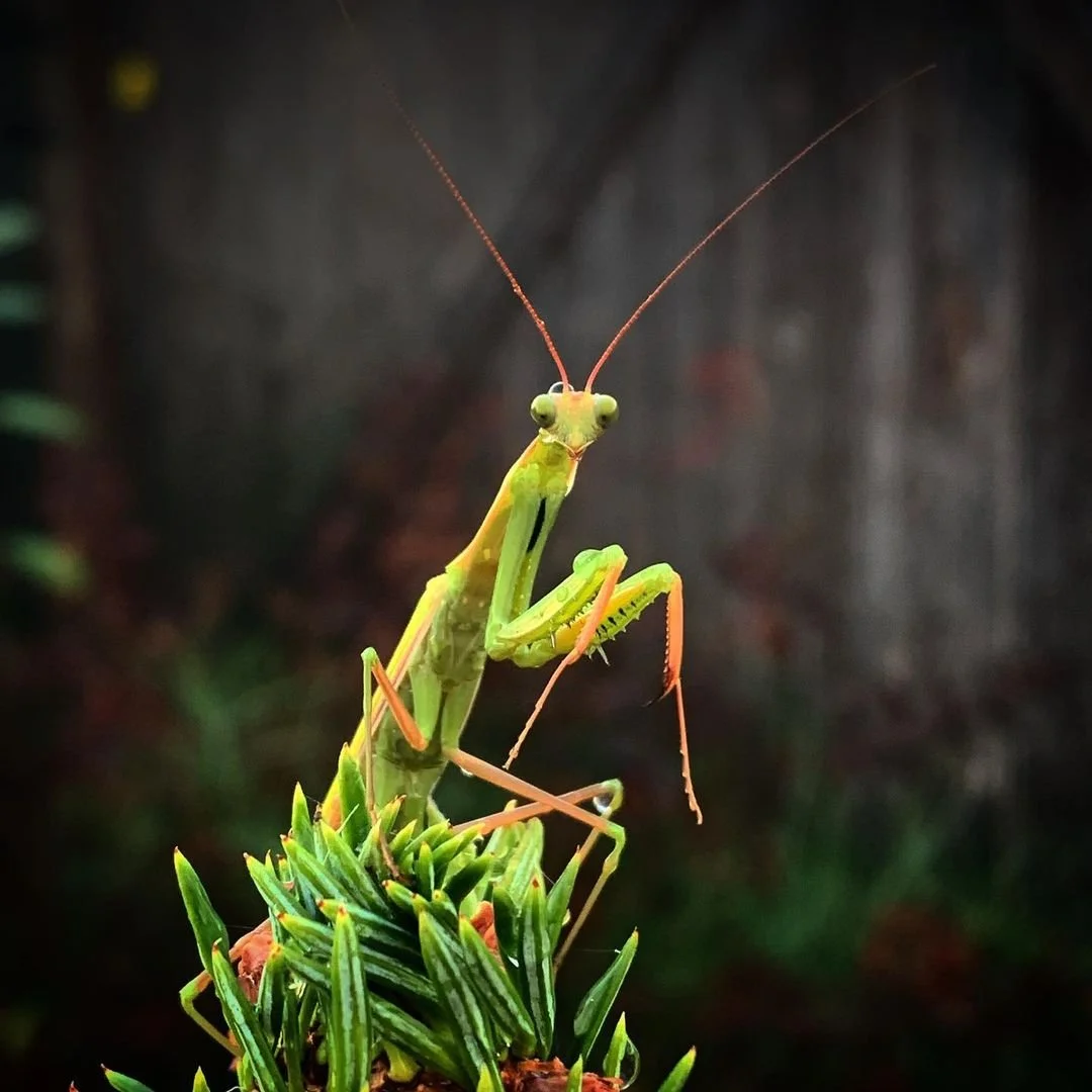 Praying Mantis Macro.jpg