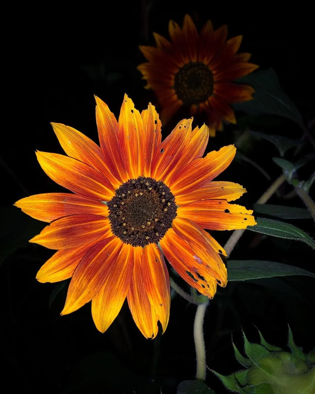 Sunset Flower.jpg