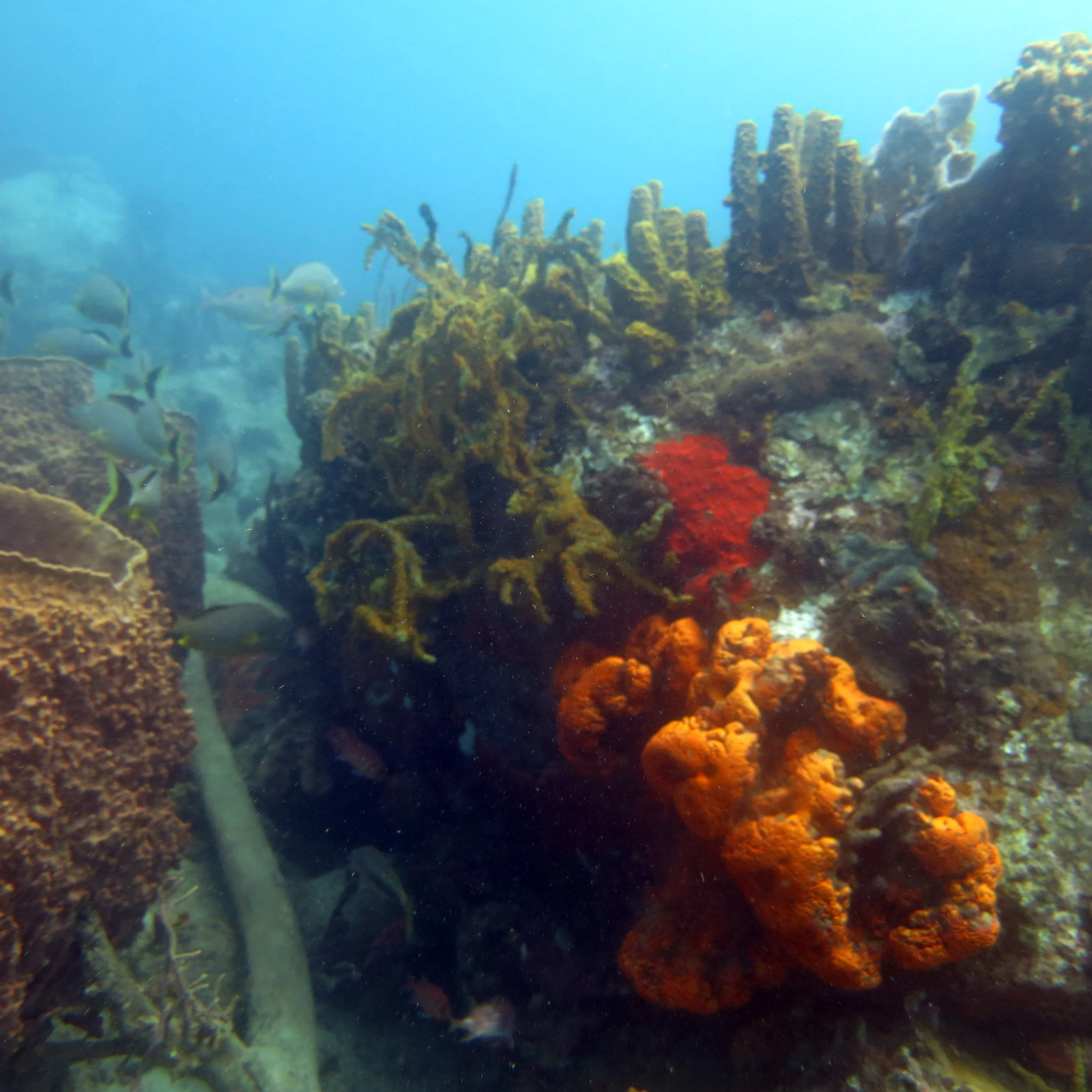 Beautiful coral reef
