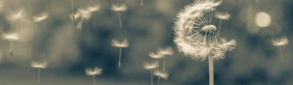 moksha_ayurveda_vata_dandelion-1000X600.jpg