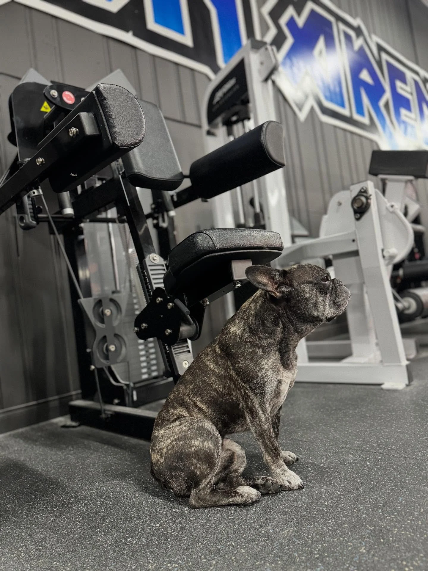 It&rsquo;s shoulder day for Nitro, and he&rsquo;s posted up on his two favorite selectorized machines: the @arsenal_strength Standing M1 Lateral Raise and the @hammerstrengthofficial Select Seated Lateral Raise. If you want in, you&rsquo;ll have to w