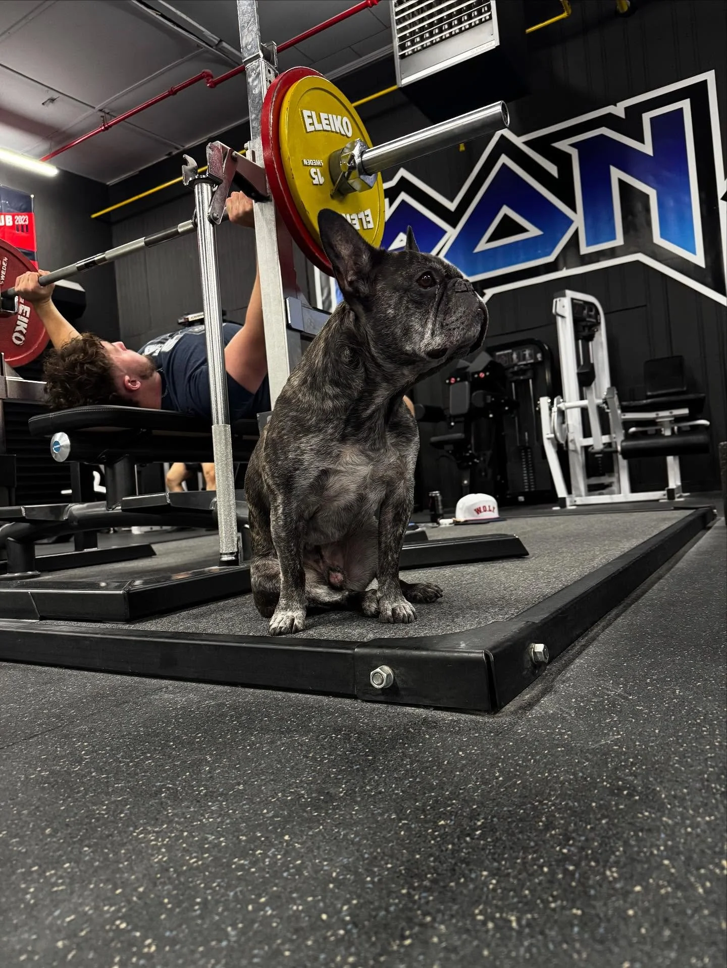 Quality control department: Nitro, Head of Bench Operations.&rdquo; 🧠🐾