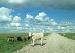 A Transformative Experience Arriving at the airport, I picked up my rental car and began the short drive from Wichita to Matfield Green. My slight disorientation at having gone from east to center was exacerbated by the wide-open landscape complete with oil rigs and cows. I kept shaking my head as if to shake off a strange feeling, but finally, with no-one to hear it, I exclaimed out loud: “This is really weird”! It was alien for me to see for such long distances as my daily life in Boone is conducted in the warm embrace of the mountains, where I am lucky to see one small patch of sky at a time.