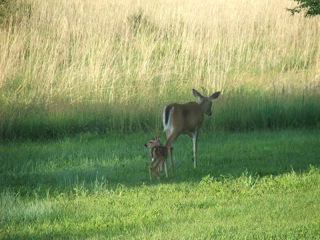 Every afternoon, back at the house, I saw the deer. The first day it was a mama and her tiny fawn. The second day there were four, and the following days just one at a time. Instead of “beer” time, I had “deer” time. Also inspiring was the current exhibition at Pioneer Bluffs of the artist Curtis Jones. I’ve never met him, but his work affected me deeply and gave me some new ideas. At night, I fell asleep to the omnipresent sound of freight trains rattling the windows of the little house on the prairie. My time alone was happily interrupted by the arrival of fellow artist Hilary Lorenz and her two faithful furry companions, Homer and Conrad. With them, I traveled to a local lake and saw the namesake waterfall of Cottonwood Falls. I admit, it did not resemble the waterfalls we have back in the mountains of Western North Carolina, but it was a lovely oasis. I left Matfield Green knowing that I get to return in the fall to hang my exhibition at The Gallery at Pioneer Bluffs, but I was wistful nonetheless. The prairie landscape crept into my soul in a way I could not have predicted. I need to see it again. in progress by April Flanders, 2014.