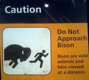 bison-300x273.jpg
