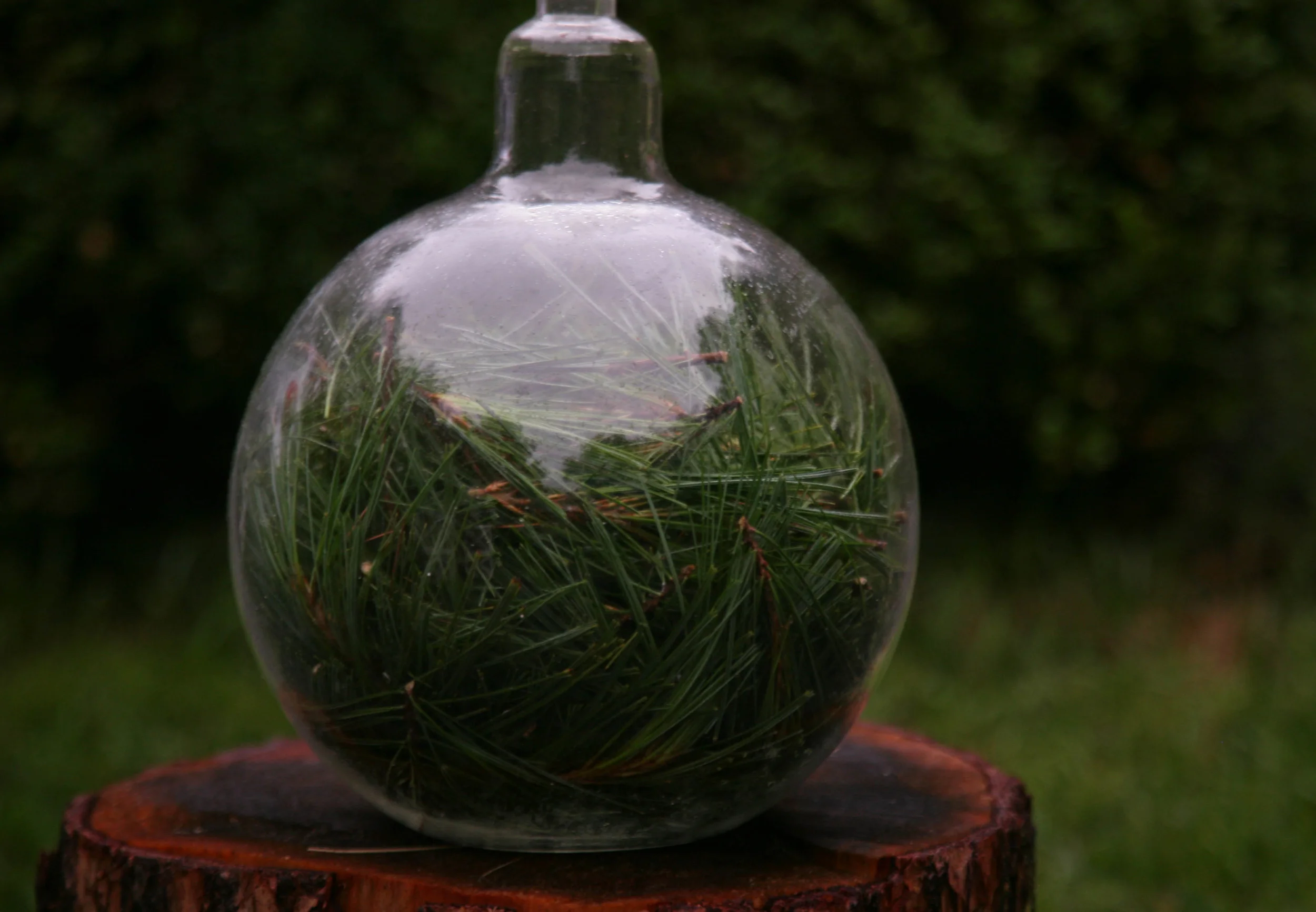 Getting ready to water distill some pine needles in our experimental (5 Litre) distillation vessel.