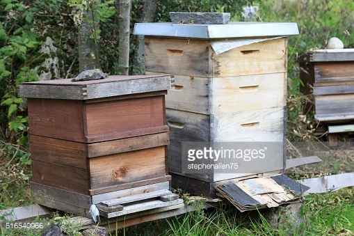 Photo by stephenallen75/iStock / Getty Images
