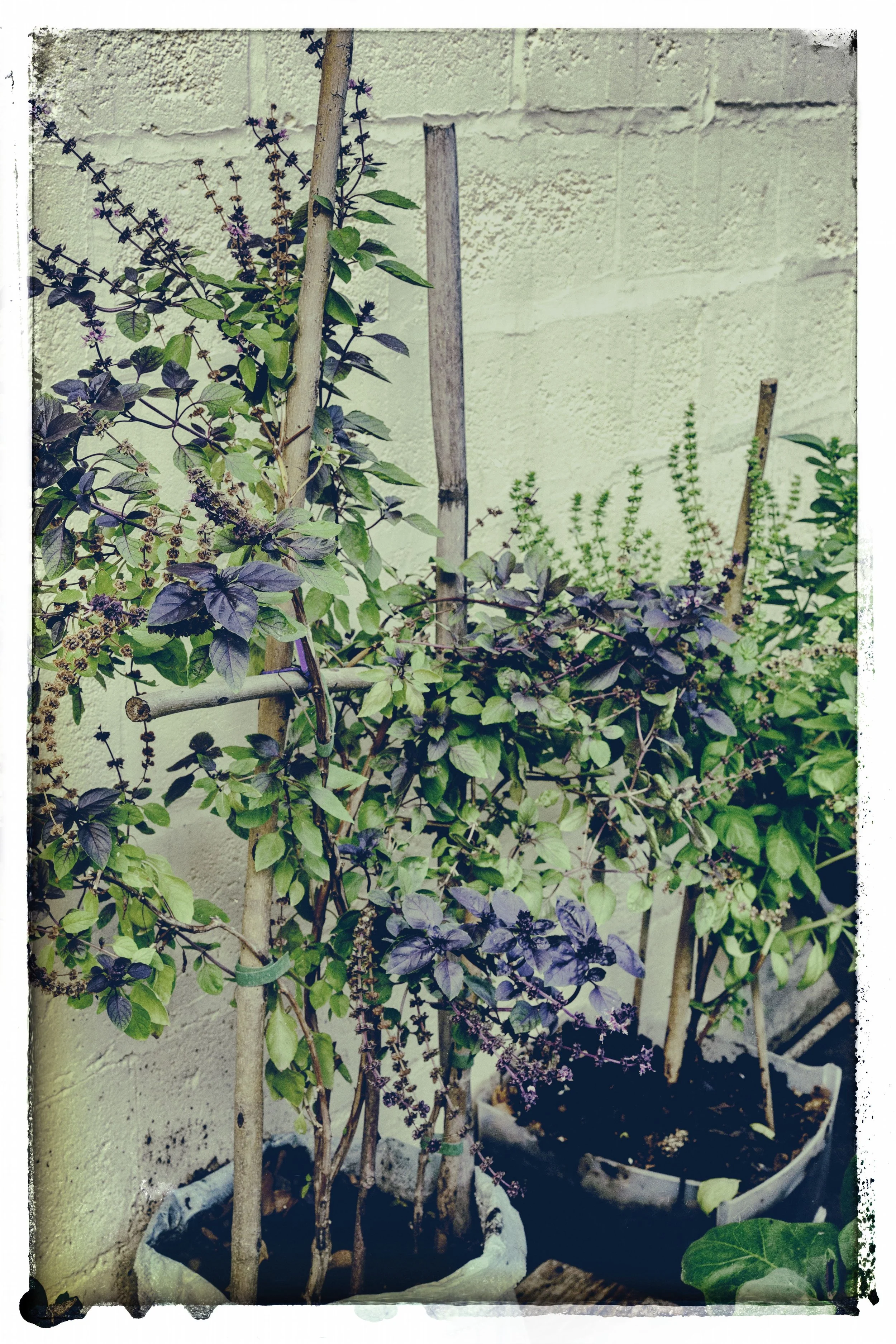 albahaca morada copy.jpg