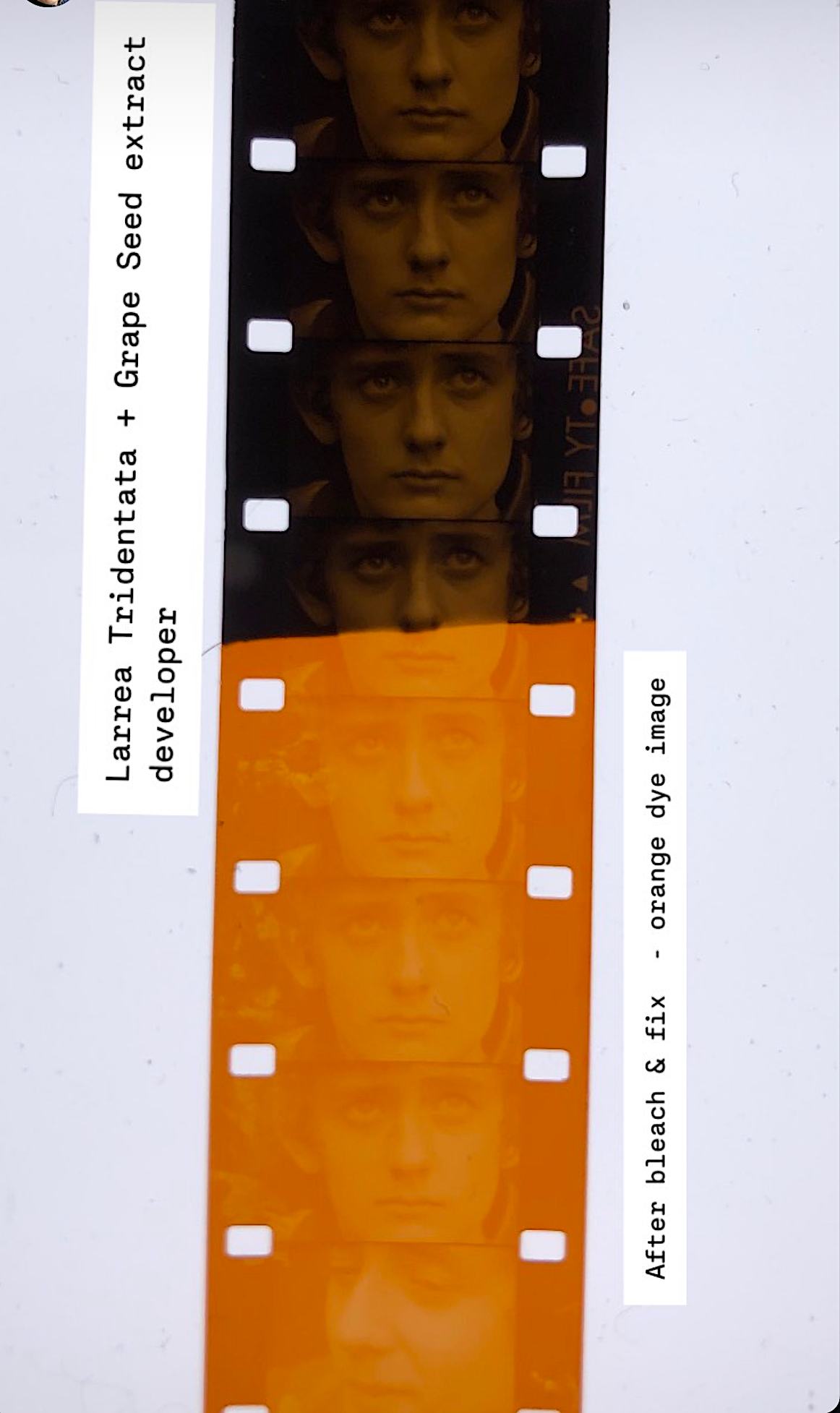 IMG_9631.PNG