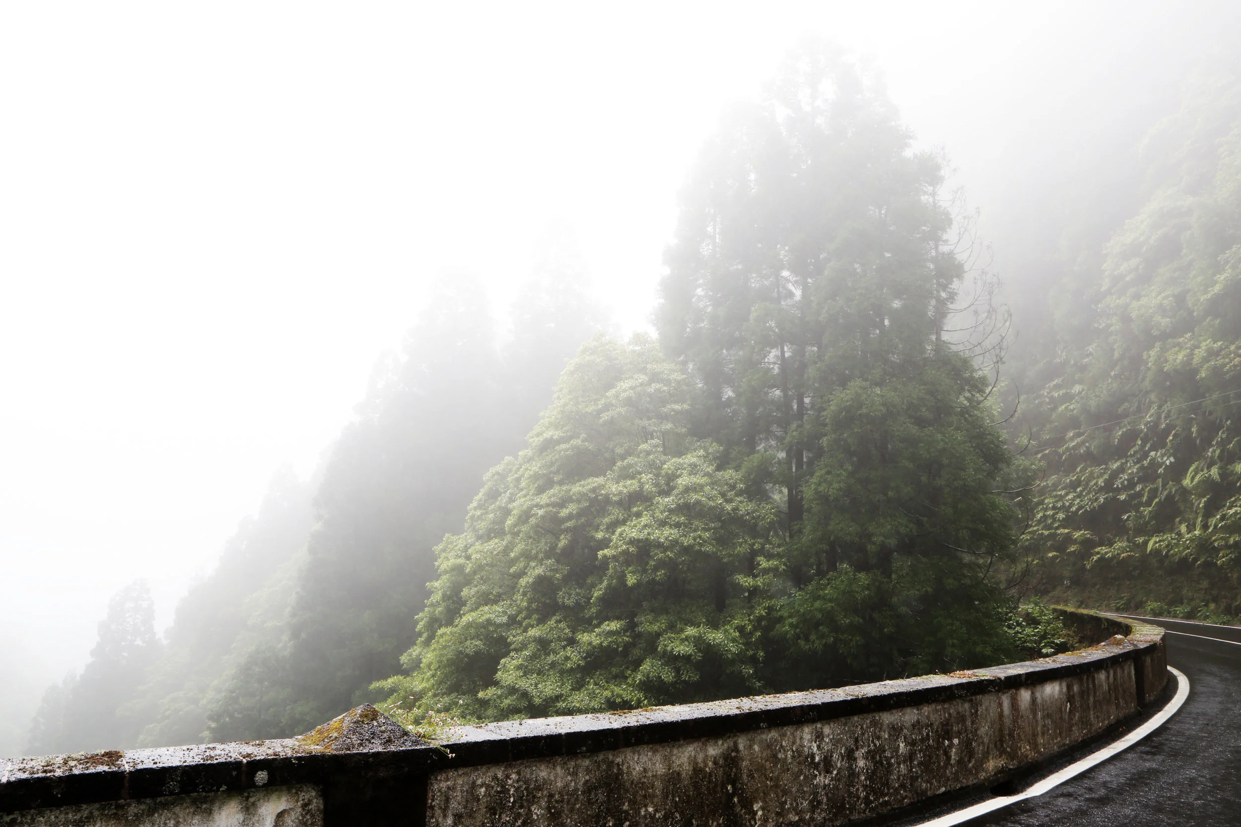2016-08-Life-of-Pix-free-stock-road-mist-trees-LEEROY.jpg