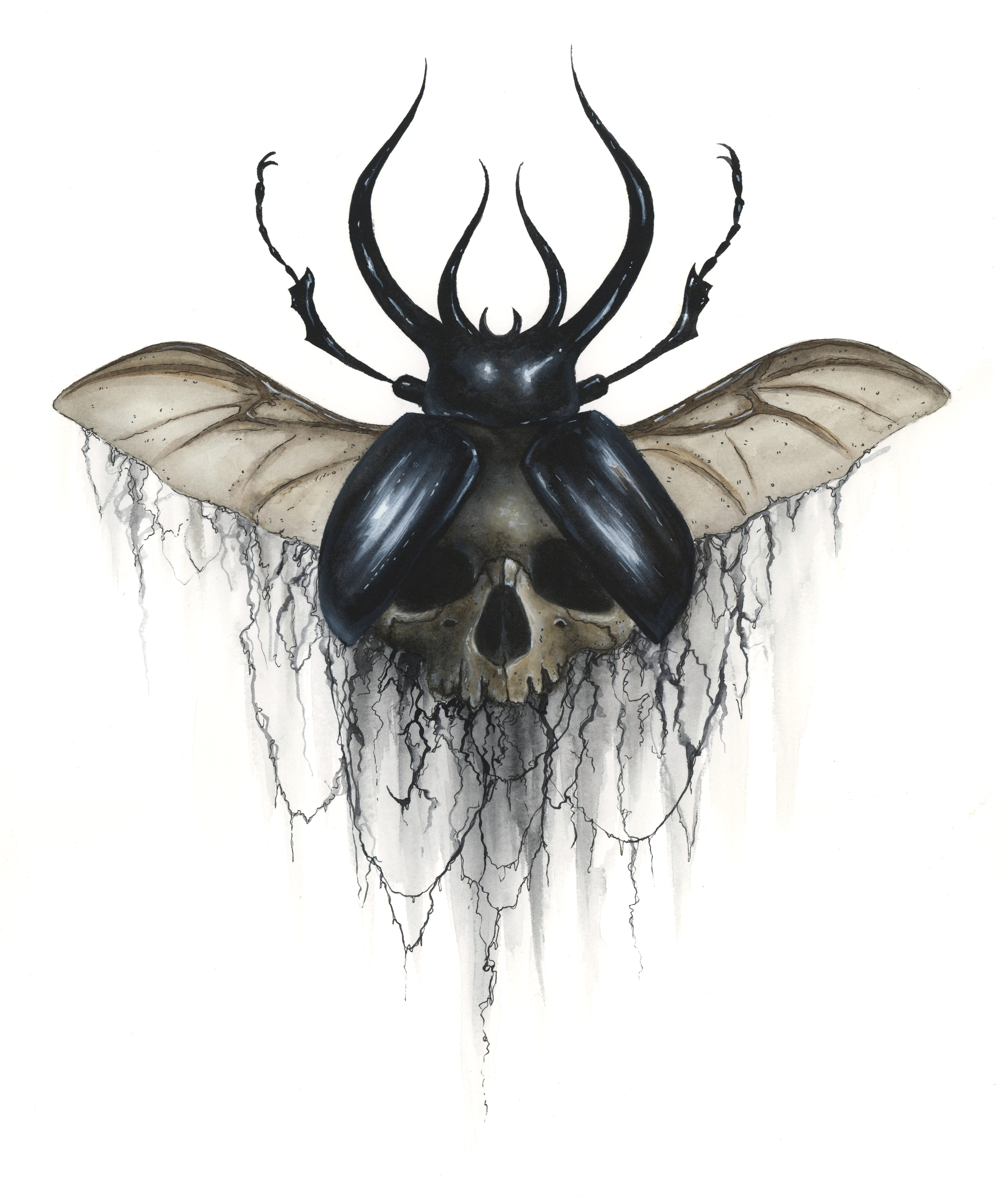 Skull_Beetle1_noSig.png