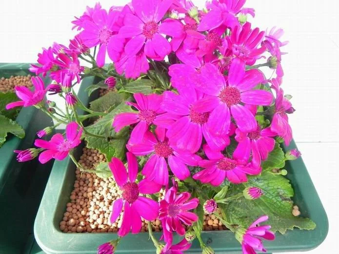 Pengunaan Hydro Pada Tanaman Hias Dalam Bak