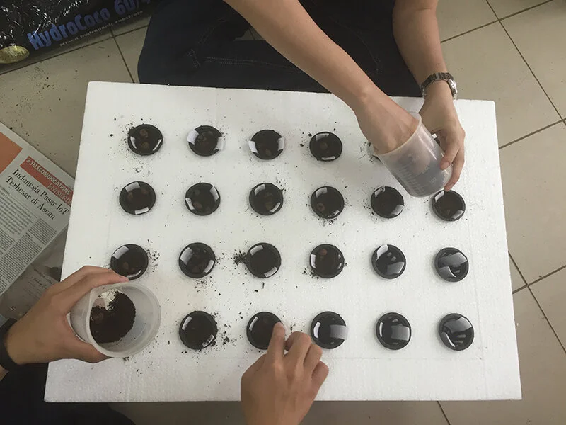 Produk Hydrocorn Dengan Cocopeat Untuk Proses Penyemaian