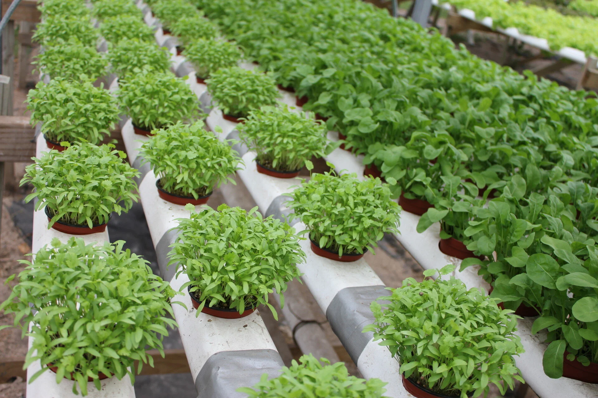 Hydroponics.jpg