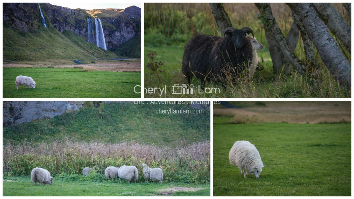 Managed to capture some cute sheep before departing