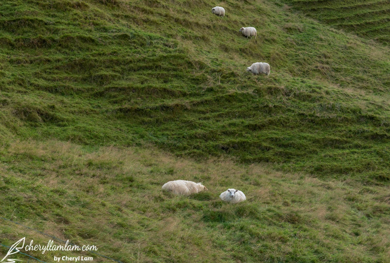 Sheep ~ Mehh ~~