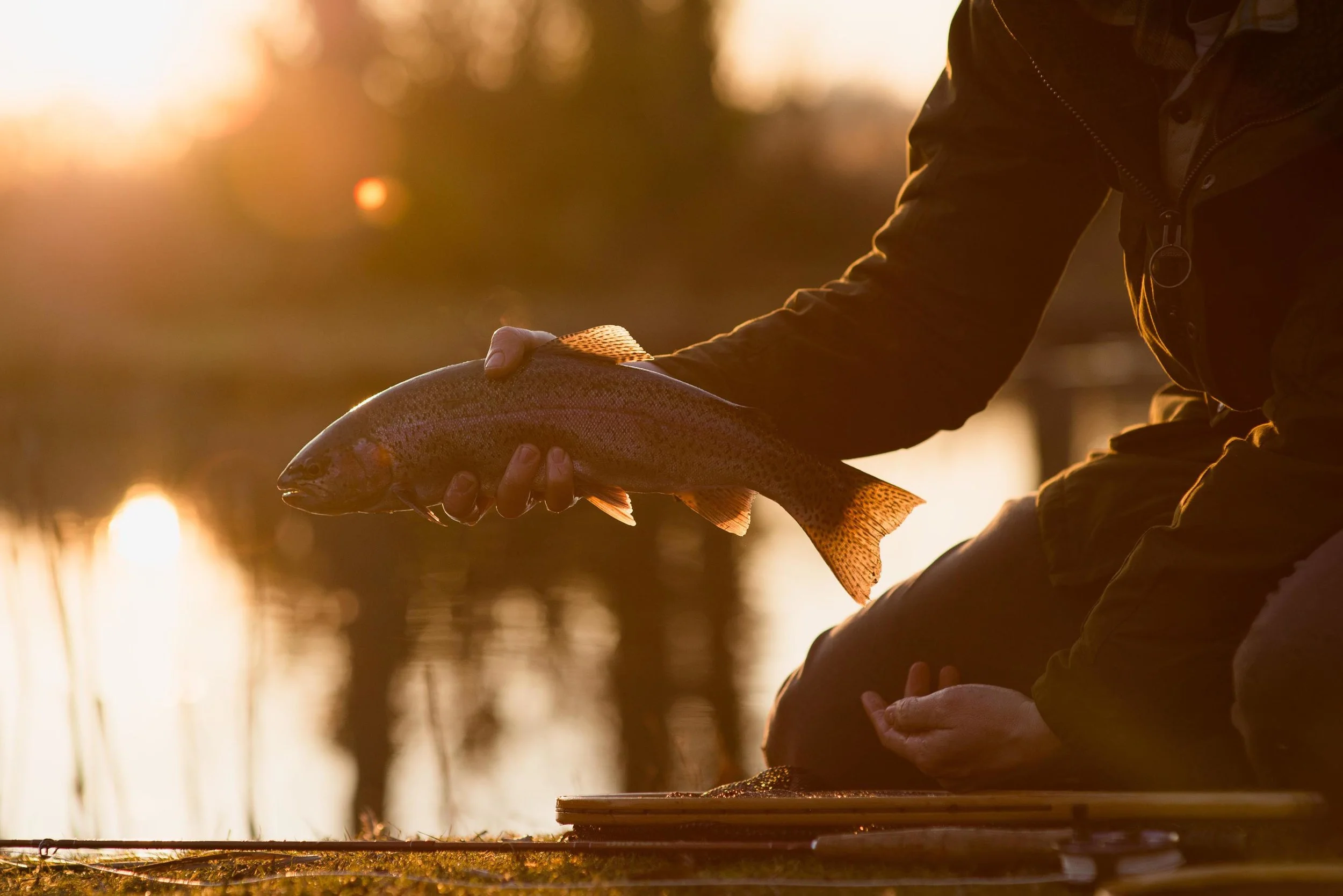 rainbow trout