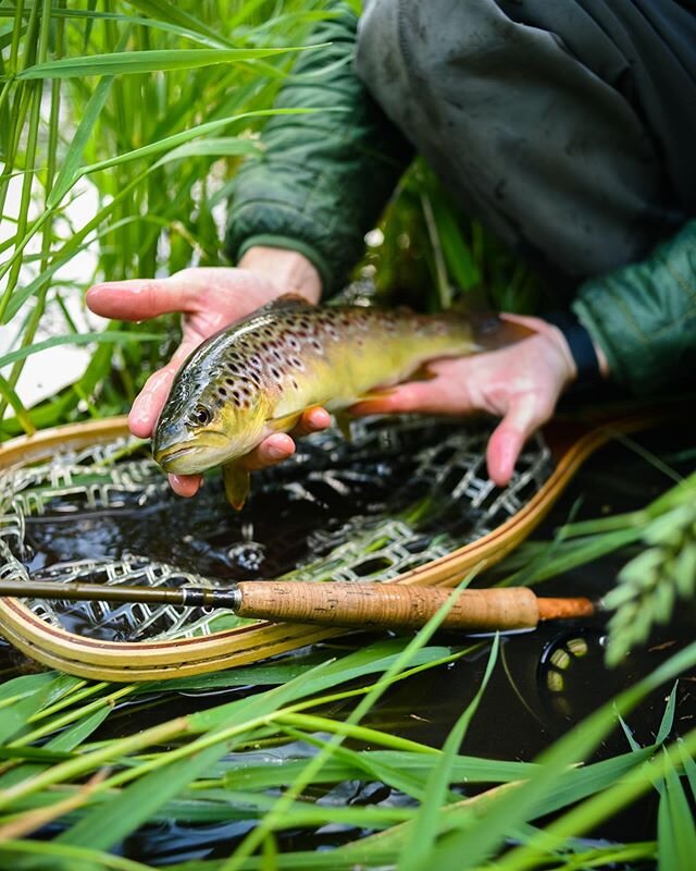 A nice River Mimram wildie 🤩🌱#wildtrout #rivermimram #chalkstream #catchandrelease #mayflymafia #rossreels #browntrout