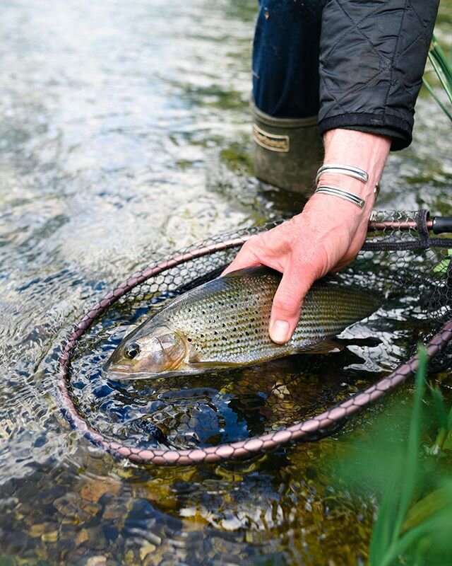 💃🏻 An Anton grayling with the old man #fishing #grayling #flyfishing #catchandrelease #graylingfishing #anton #riveranton #fatherson