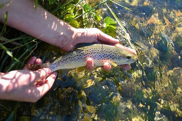 Little scrapper 🌱 #tiddlerhunters #wildtrout @wildtrouttrust #anton #riveranton #flyfishing #catchandrelease #chalkstream #chalkstreamtrout